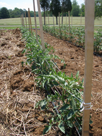 Crista tomatoes in tilled plot